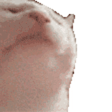 :catjam:
